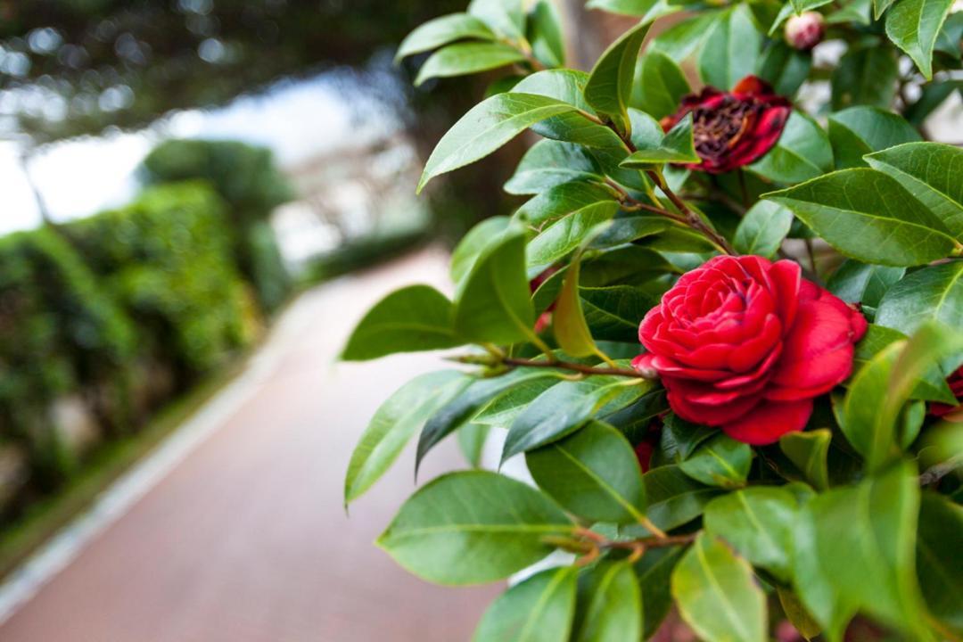 Na' Poesia B&B Di Charme Сант'Аґата-де'-Ґоті Екстер'єр фото